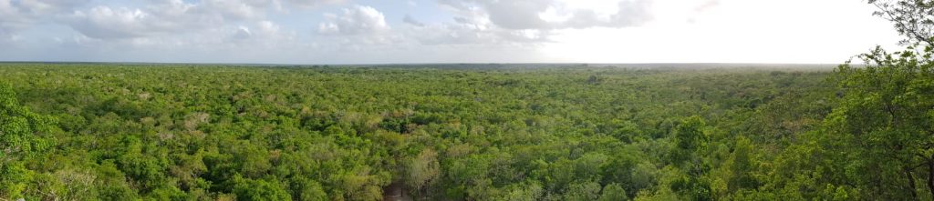 Coba uitzicht vanaf maya tempel ruine mexico